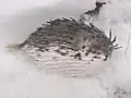 （同様）