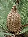 Dioon edule（ザミア科）の大胞子嚢穂