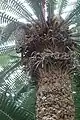 Dioon spinulosum