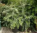 Diospyros dichrophylla
