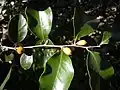 D. geminataの花と果実