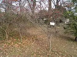 ロウヤガキ（D. rhombifolia）（落葉樹）