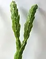 直立茎の小枝の先端部・背面