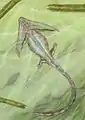 Diploceraspis burkeiペルム紀のネクトリド目