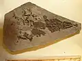 Diplocynodon cf. ratelii