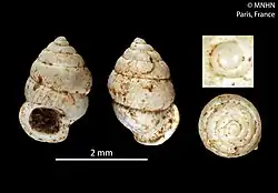 Diplommatina bonensis (MNHN-IM-2000-21281) 001