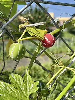 Zehneria japonica