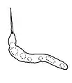 発芽管の伸張の様子
