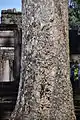 カンインビュ（Dipterocarpus alatus）の樹皮