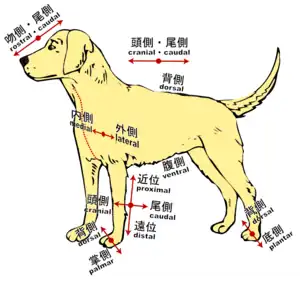 四肢動物における方向。イヌ。