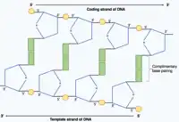 DNA分子内の2本のポリヌクレオチド鎖が、相補的な塩基対間の水素結合によって結合している様子を示す。一方の鎖は5'から3'の方向に走り、相補鎖は反平行であるので3'から5'の方向に走っている。
