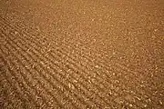 畑の表面をととのえる