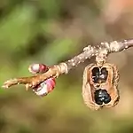 暗褐色に熟し割れて、種子を出した朔果