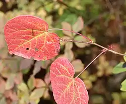 紅葉し花を付けたマルバノキ、小秀山(岐阜県中津川市)にて、2017年10月26日撮影