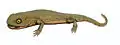 Discosauriscus pulherrimus