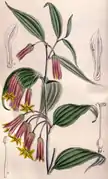 Disporum cantonienseトウチクラン