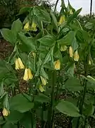 Disporum uniflorumキバナホウチャクソウ