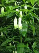 Disporum sessileホウチャクソウ