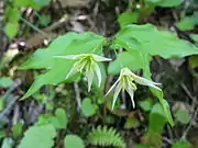 Disporum smilacinumチゴユリ