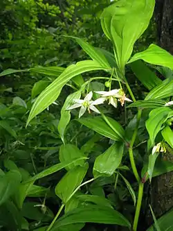 Disporum viridescensオオチゴユリ