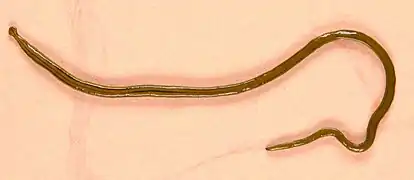 タスジコウガイビル D. multilineatum, フランス