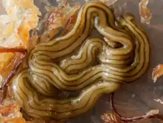 タスジコウガイビル D. multilineatum, イタリア