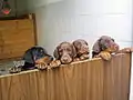 ブラックとレッドの子犬