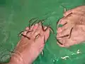 ドクターフィッシュの足湯