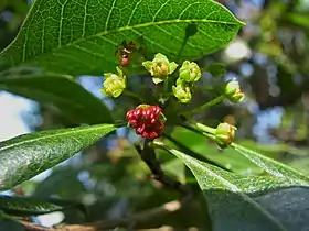 雄花。