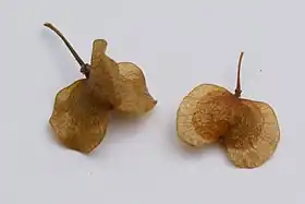 3翼の果実および2翼の果実。