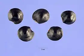 種子。