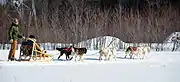 犬ぞり(カナダ、ケベック)