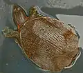 ヒラタスッポンD. subplana