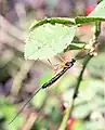 Dolichomitus imperator (ヒラタヒメバチ亜科)
