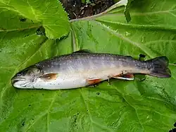 知床半島羅臼付近の河川で捕獲された成魚