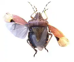 Dolycoris baccarum