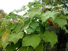 葉