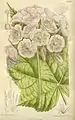 シノニムの一つ、Dombeya calantha K.Schum. の図版