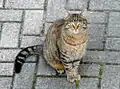 キート(Кіт, 雄猫)