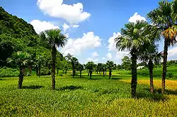 トゥエンクアン省の田園風景