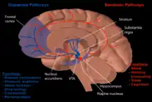 Dopamine and serotonin