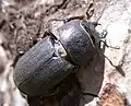 成虫のメス（♀）