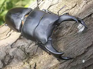 オオクワガタ（♂）