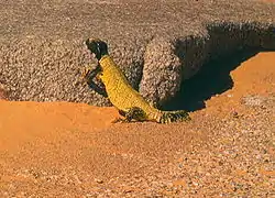 ディスパートゲオアガマ