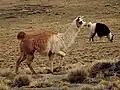 ボリビア・ラパス郊外で撮影