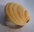 ウバノカガミ Dosinia anus