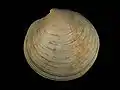Dosinia exoleta