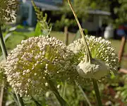 リーキの花(いわゆるネギ坊主)