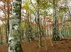 丹沢山地 堂平のブナ林（10月）