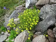 岩礫地に生育する。